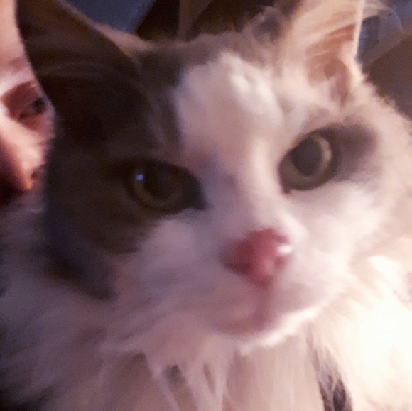 Meet your Posher, Michaila - Picture 1 of 1